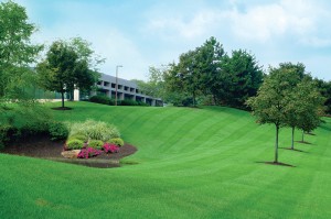 Commercial Landscape