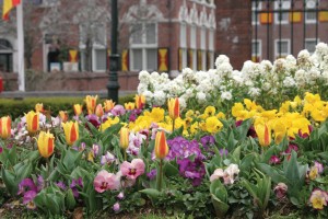 Commercial Landscape Planting