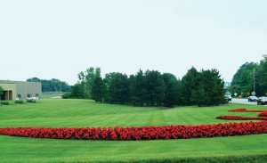 Commercial Landscape